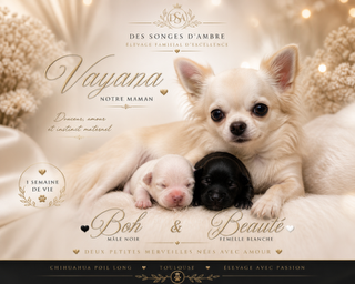 Chiot Compagnons d'Exception – Chihuahua ♂ – Des Songes d'Ambre