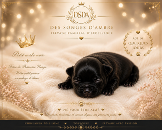 Chiot Compagnons d'Exception – Chihuahua ♂ – Des Songes d'Ambre