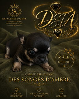 Chiot Compagnons d'Exception – Chihuahua ♂ – Des Songes d'Ambre