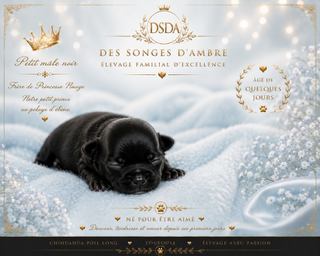 Chiot Compagnons d'Exception – Chihuahua ♂ – Des Songes d'Ambre