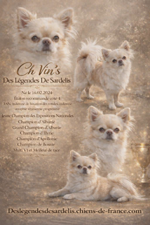 Chiot C – Chihuahua LOF ♀ – Très Petit Format – Des Songes d'Ambre