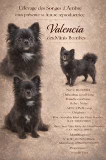 Chiot C – Chihuahua LOF ♀ – Très Petit Format – Des Songes d'Ambre