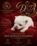 Chiot Compagnons d'Exception – Chihuahua ♀ – Des Songes d'Ambre