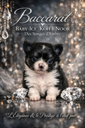 Acompte de réservation — Baccarat Baby-Ice | Chihuahua LOF ♂