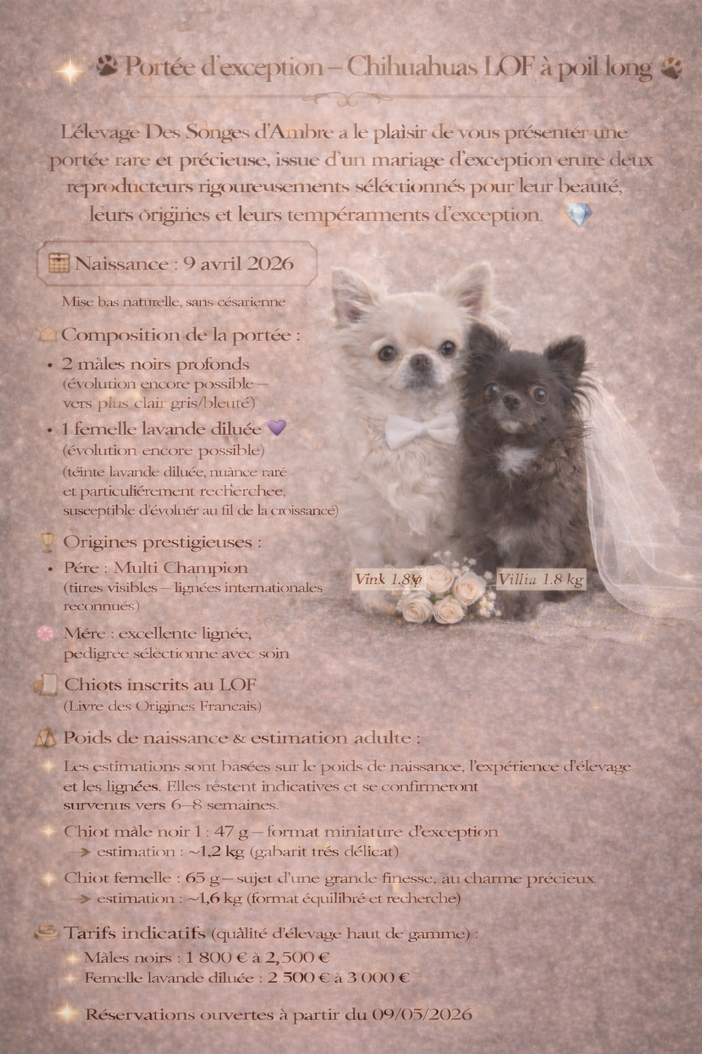 Chiot C – Chihuahua LOF ♀ – Très Petit Format – Des Songes d'Ambre