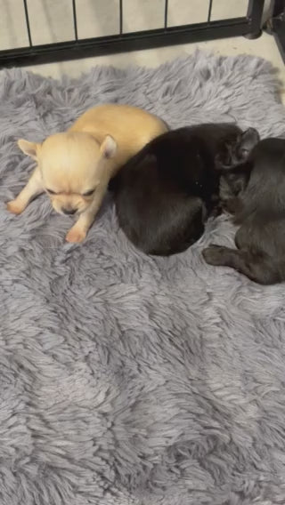 Chiot C – Chihuahua LOF ♀ – Très Petit Format – Des Songes d'Ambre